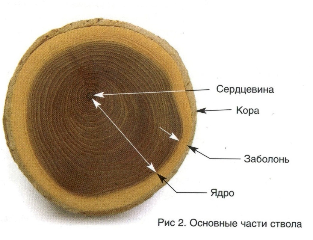 Сделайте кольцевой надрез на древесной ветки. Строение ствола заболонь. Строение древесины(поперечный срез ствола). Строение древесины заболонь. Ядро заболонь сердцевинные лучи.