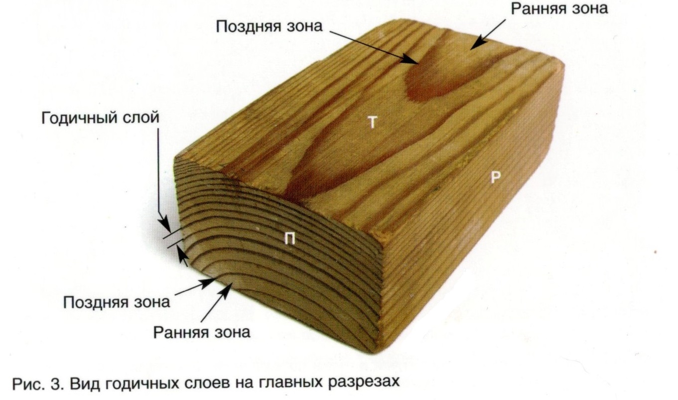Структура древесины послойная