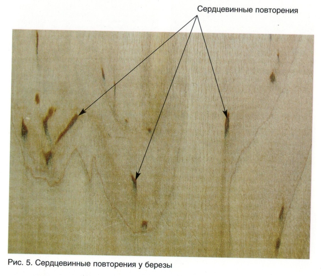 грибные ядровые пятна и полосы в пиломатериалах